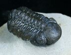 Phacops Trilobite From Morocco - Great Eyes #6118-5